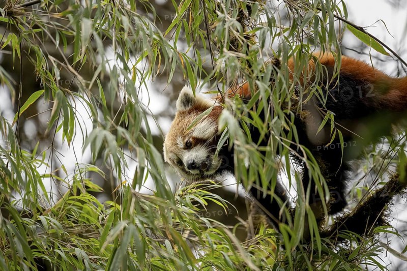 Western Red panda (Ailurus fulgens), feeding on bamboo, Singalila National Park, Gairibas, Jamuna, Koshi Province, Nepal