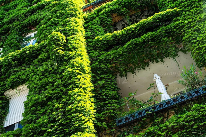 An ivy-covered façade of an apartment block in Bratislava, Slovakia