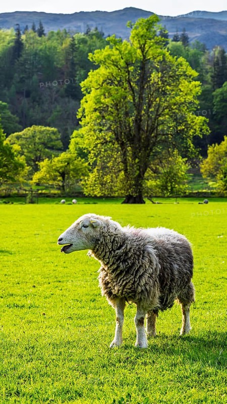 Sheep and farm in Lake District National Park, Coniston Water, Cumbria, England, United Kingdom