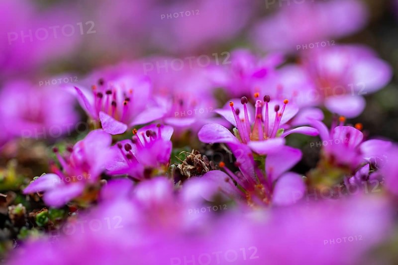 Red saxifrage (Saxifraga oppositifolia), saxifrage family (Saxifragaceae), Jotunkjeldene, Spitsbergen, Svalbard