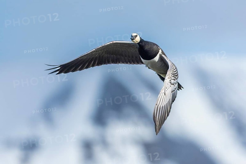 White-fronted Goose (Branta leucopsis), Geese (Anseriformes), in flight, Aventdalen, Longyearbyen, Spitsbergen, Svalbard