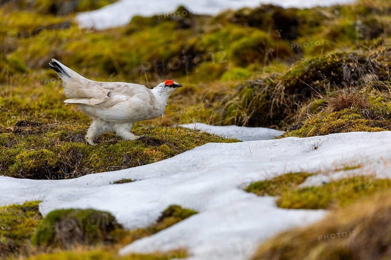 Ptarmigan (Lagopus), Cock, Chicken birds (Galliformes), Longyearbyen, Spitsbergen, Svalbard