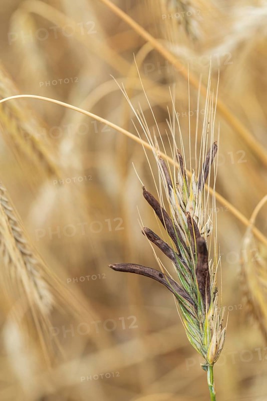 Ergot mushroom Claviceps purpurea on a ripe ear of grain