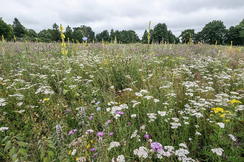 Flower meadow with large-flowered mullein (Verbascum densiflorum), Lower Saxony, Germany