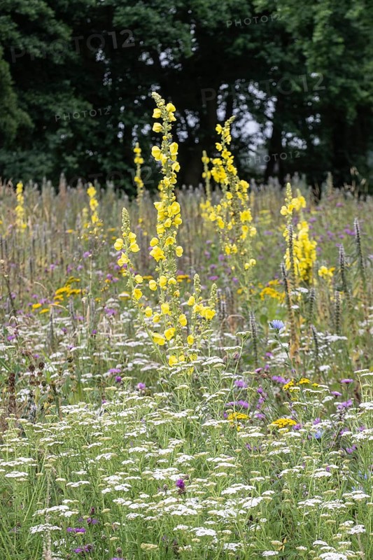 Flower meadow with large-flowered mullein (Verbascum densiflorum), Lower Saxony, Germany