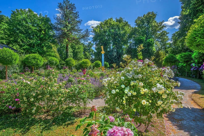 Rosarium with blooming roses and lavender on the Rose Island in Lake Starnberg, Feldafing, Upper Bavaria, Bavaria, Germany