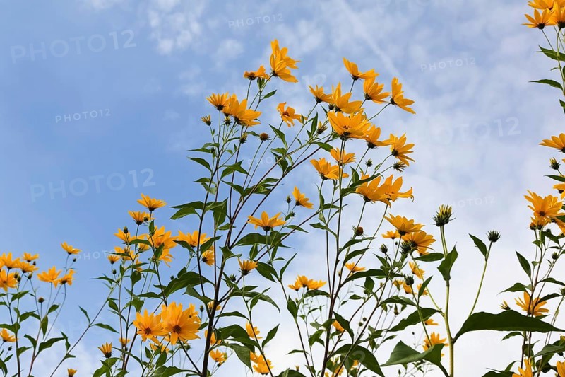 Jerusalem artichoke (Helianthus tuberosus), yellow blossom, flowers, plants, Oberuhldingen district, Uhldingen-Mühlhofen municipality, Lake Constance district, Baden-Württemberg, Germany