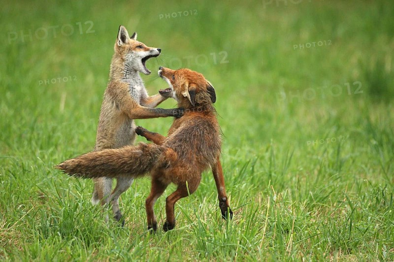 Red fox (Vulpes vulpes) male and weaned young playing on a mown meadow in light rain, Allgäu, Bavaria, Germany, Allgäu, Bavaria, Germany