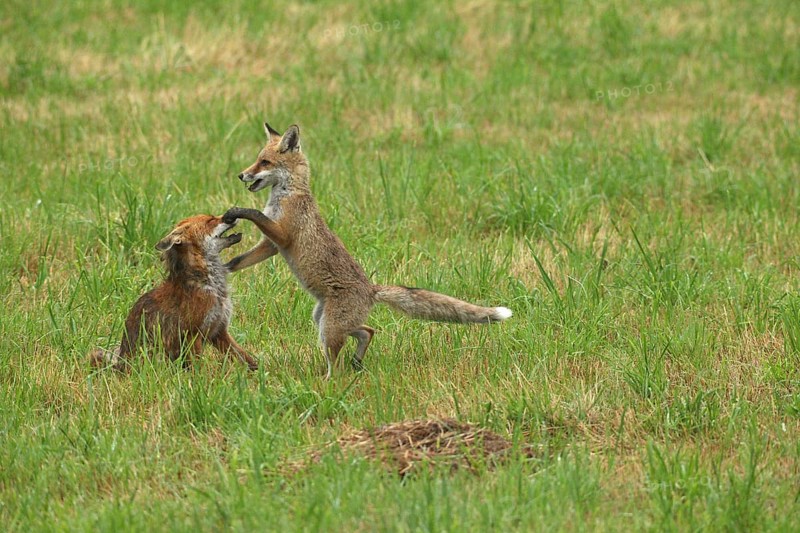 Red fox (Vulpes vulpes) male and weaned kitten, invitation to play on mown meadow in light rain, Allgäu, Bavaria, Germany, Allgäu, Bavaria, Germany