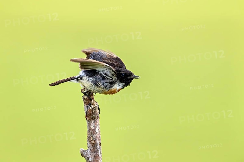 Bird spreading its wings, ready to fly, on a branch against a green background, A male stonechat (Saxicola rubicola) on a branch, Herleshausen, Hesse, Germany