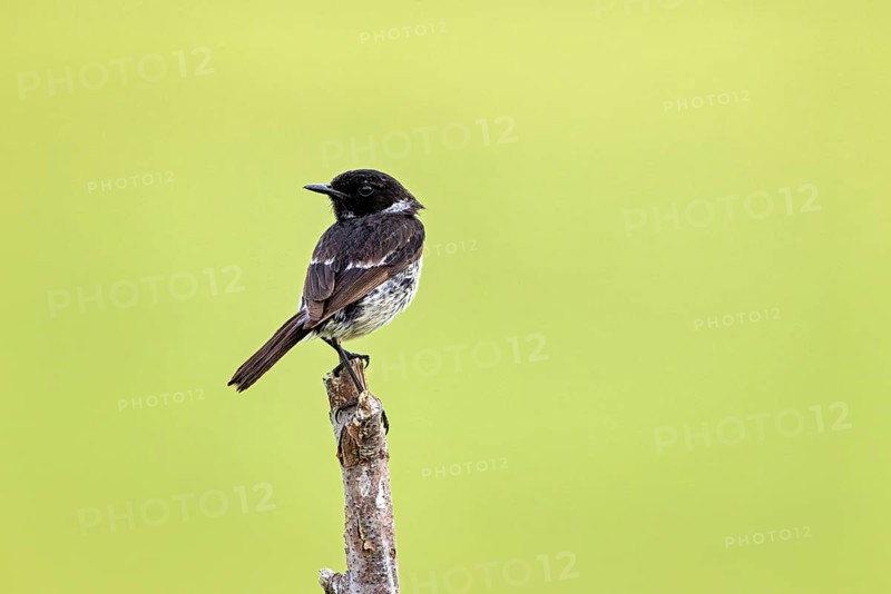 Bird sitting with dorsal view on a branch in front of a green background, A male stonechat (Saxicola rubicola) on a branch, Herleshausen, Hesse, Germany