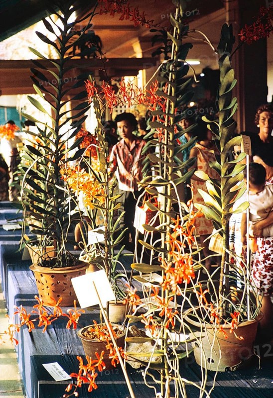 People attending flower show at the Singapore Turf Club, The 4th World Orchid Conference, Singapore, Southeast Asia, October 3-10, 1963