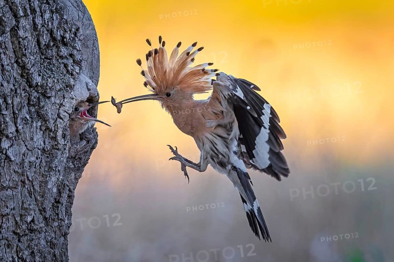 Hoopoe (Upupa epops) Bird of the Year 2022, male with food, prey, foraging, food for the young birds, erected bonnet, sunrise, interaction, breeding cave, nest, young bird begging for food, flying, on approach, wings, climate change, Middle Elbe Biosphere Reserve, Saxony-Anhalt, Germany