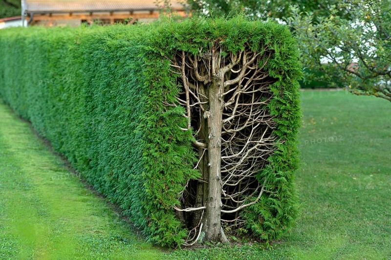 Arborvitae, thujas (Thuja), rectangular hedge, cross-section, tree trunk, branches, twigs and leaves, garden, Ismaning, Upper Bavaria, Bavaria, Germany
