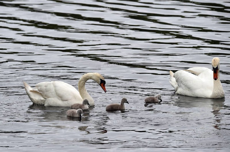 Mute swan (Cygnus olor) with offspring on the Kiel Canal, Kiel Canal, Schleswig-Holstein, Germany