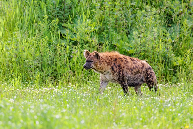 An adult female spotted hyena (Crocuta crocuta) runs across a green meadow. Southern part of Africa