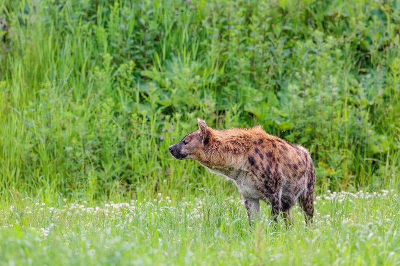 An adult female spotted hyena (Crocuta crocuta) stands in a green meadow. Southern part of Africa