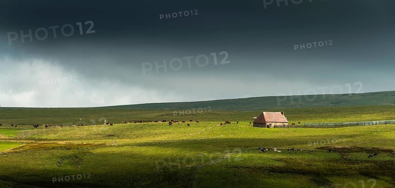 Auvergne Volcanoes Regional Natural Park. Cezallier. Herd of cows near a farmhouse (buron) under a cloudy sky.Puy de Dome. Auvergne-Rhone-Alpes.France