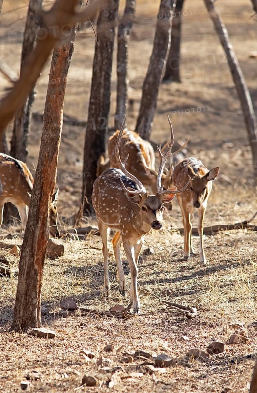 Axis deer or chitals (Axis axis) in the dry forest, Ranthambore National Park, Rajasthan, India