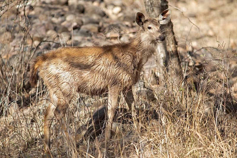 Sambar or sambar deer or horse deer (Cervus unicolor or Rusa unicolor) in the dry forest in Ranthambore National Park, Rajasthan, India