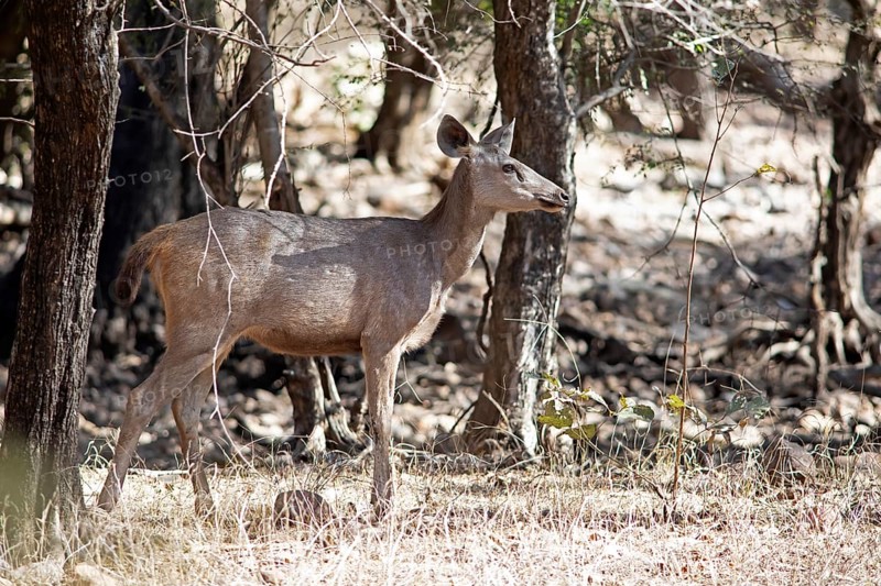 Sambar or sambar deer or horse deer (Cervus unicolor or Rusa unicolor) in the dry forest, Ranthambore National Park, Rajasthan, India