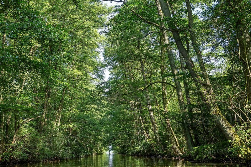 Canal between Leppinsee and Woterfitzsee, trees, Müritz National Park, Mecklenburg Lake District, Mecklenburg-Western Pomerania, Germany