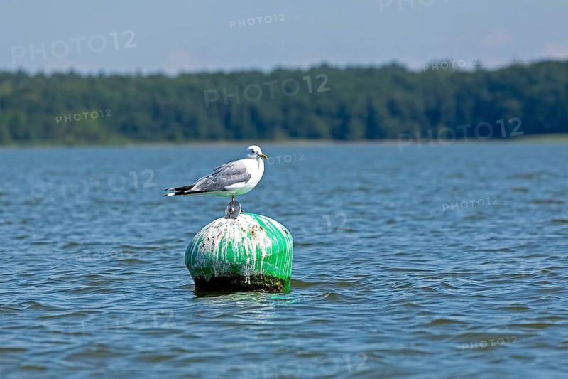 Gull, Mew Gull (Larus canus) sitting on a buoy, Woterfitzsee, Müritz National Park, Mecklenburg Lake District, Mecklenburg-Western Pomerania, Germany