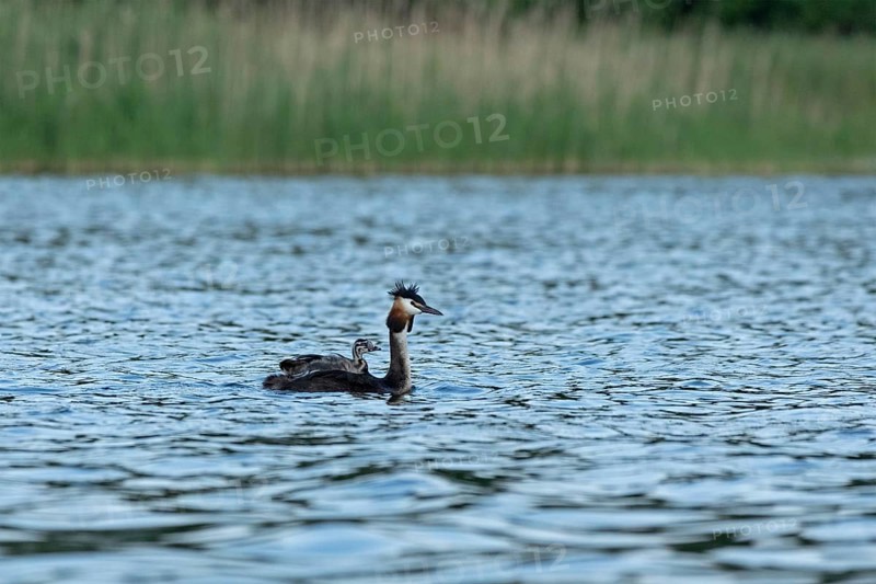 Great Crested Grebe (Podiceps ribbonfish) with juvenile, Leppinsee, Rechlin, Mecklenburg Lake District, Mecklenburg-Western Pomerania, Germany
