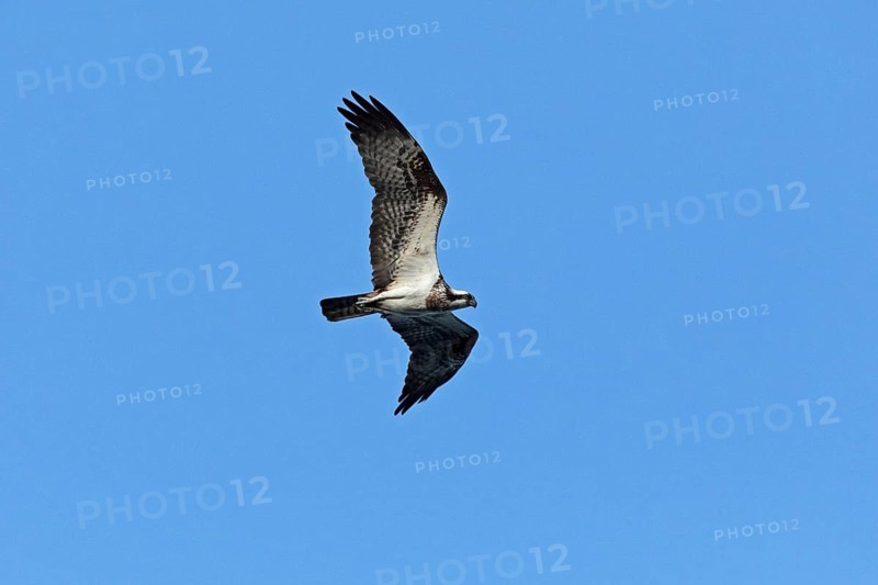 Osprey (Pandion haliaetus) in flight over Lake Leppin, Rechlin, Mecklenburg Lake District, Mecklenburg-Western Pomerania, Germany