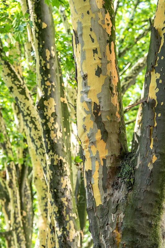 Plane trees, Platanus × acerifolia, often shed their bark in summer, the bark cannot grow with the tree if it grows well, the shed bark is replaced by new tissue, Duisburg, North Rhine-Westphalia, Germany
