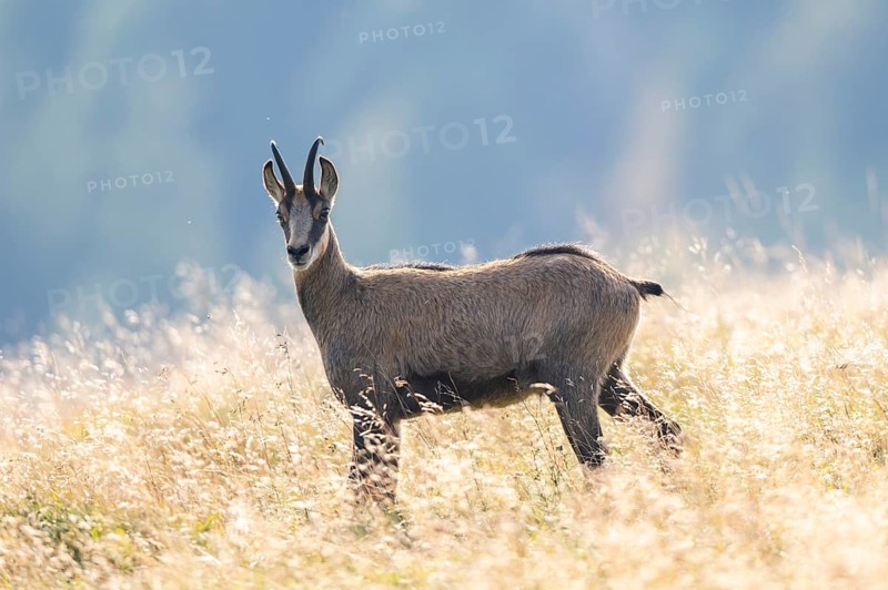 Chamois (Rupicapra rupicapra) on a meadow in the Vosges Mountains, wildlife, France