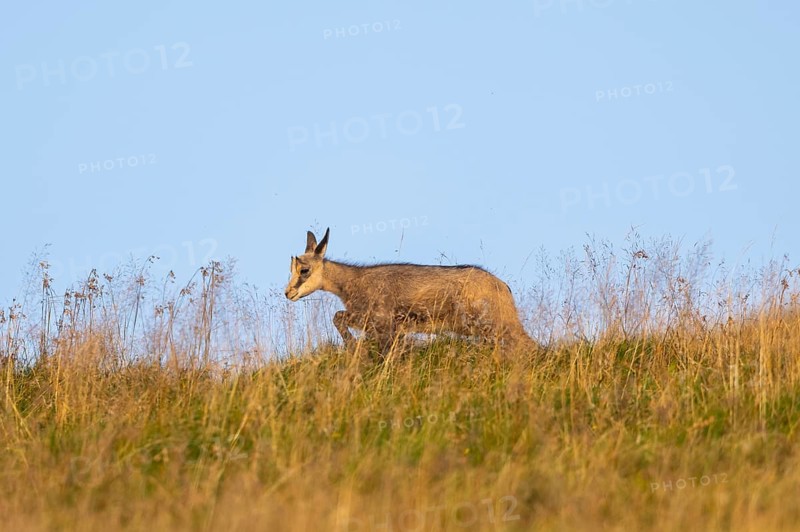 Chamois (Rupicapra rupicapra) youngster on a meadow in the Vosges Mountains, wildlife, France