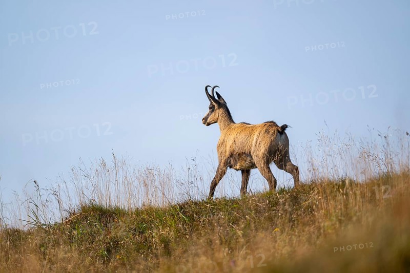 Chamois (Rupicapra rupicapra) on a meadow in the Vosges Mountains, wildlife, France