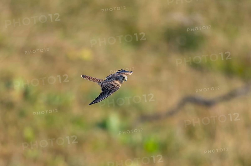 Common kestrel (Falco tinnunculus) flying in the Vosges Mountains, wildlife, France