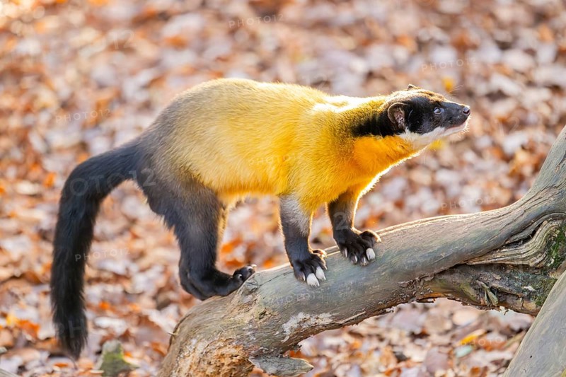 Yellow-throated marten (Martes flavigula) on an old wood, Germany