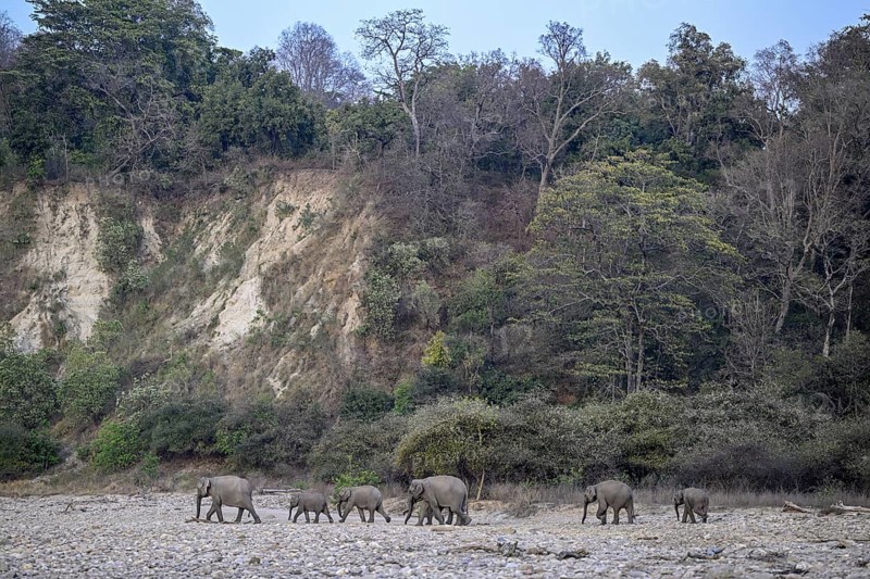 Indian elephants (Elephas maximus indicus), Corbett National Park, near Ramnagar, Uttarakhand State, India