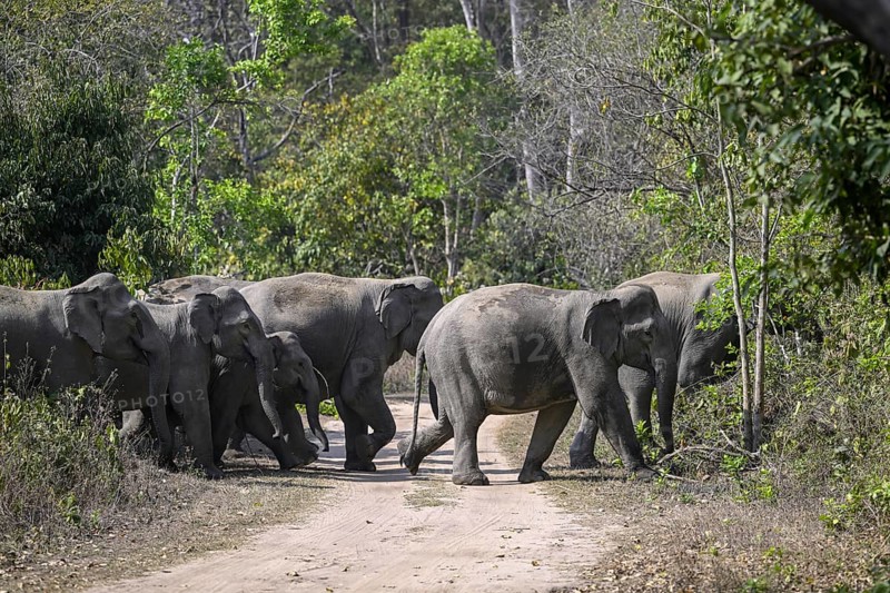 Indian elephants (Elephas maximus indicus), Corbett National Park, near Ramnagar, Uttarakhand State, India