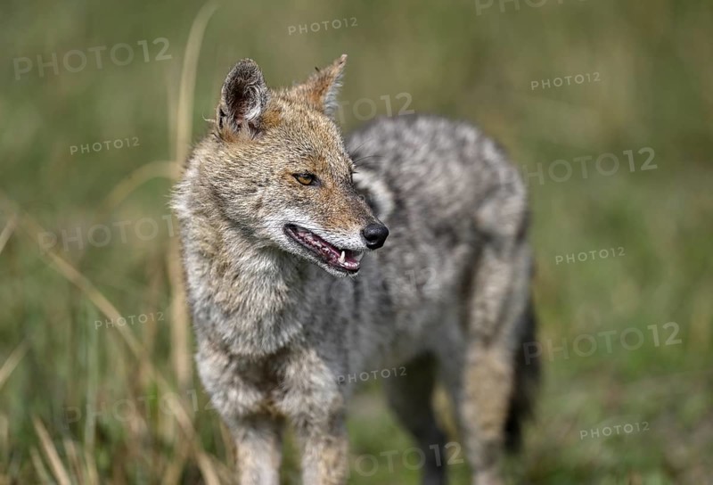 Indian jackal (Canis aureus indicus), Corbett National Park, near Ramnagar, Uttarakhand State, India