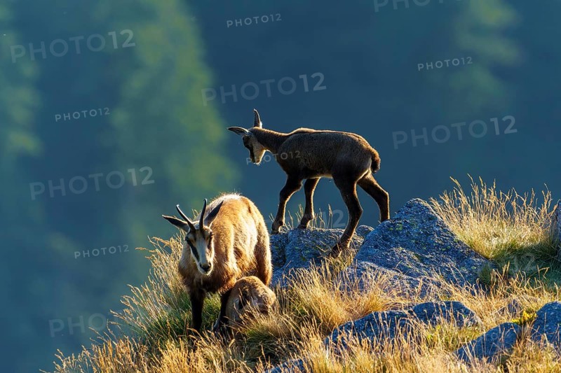 Three chamois standing on a sunny meadow with rocks in the background, chamois, chamois, (Rupicapra rupicaprae), fawn, wildlife, Vosges, France