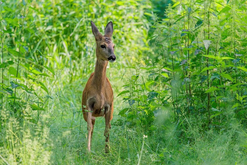 A female roe deer (Capreolus capreolus) crosses a nettle thicket. Bavaria, Germany