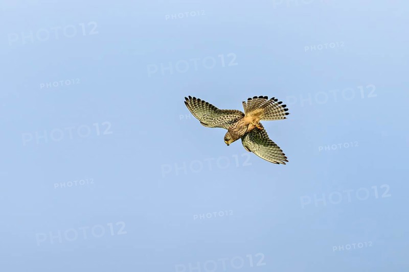 A Common Kestrel flies majestically in the sky with clearly visible wings and tail feathers, The kestrel (Falco tinnunculus) Herleshausen, Hesse, Germany
