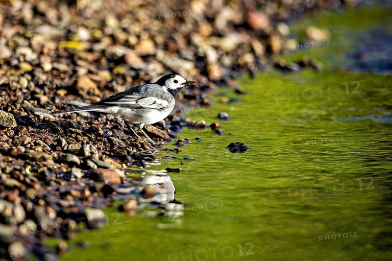 A bird sits on the bank of a body of water reflecting its green surroundings, The white wagtail (Motacilla alba) Herleshausen, Hesse, Germany