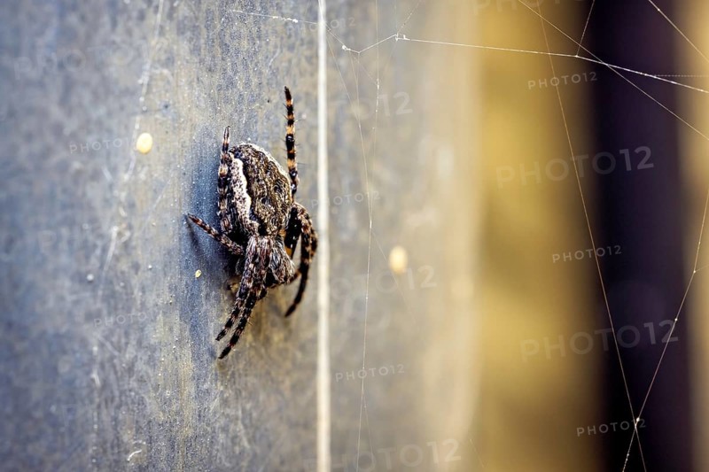 Close-up of a spider on a wall, surrounded by spider webs. The colours are grey and yellow, The cross spiders (Araneus) Herleshausen, Hesse, Germany