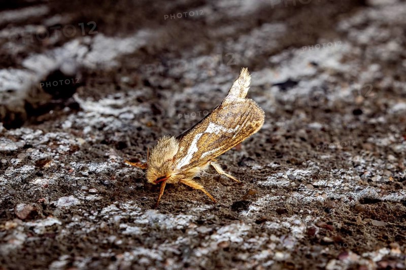 Moth photograph on a rough surface in earthy colours, Common swift (moth) (Pharmacis lupulina) Herleshausen, Hesse, Germany