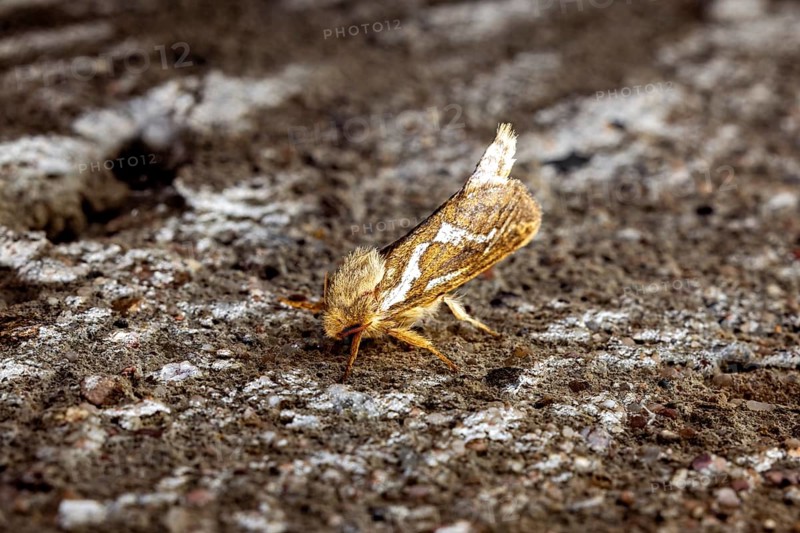 Close-up of a moth on a textured surface with earthy colours, Common swift (moth) (Pharmacis lupulina) Herleshausen, Hesse, Germany