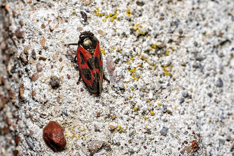 A black and red insect sitting on a coarse grey surface, blood cicadas (Cercopidae) Herleshausen, Hesse, Germany