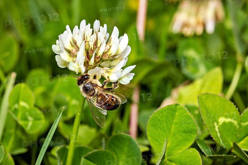 Bee sitting on a white clover flower amidst green leaves in a meadow, A honey bee on a white clover flower, Herleshausen, Hesse, Germany