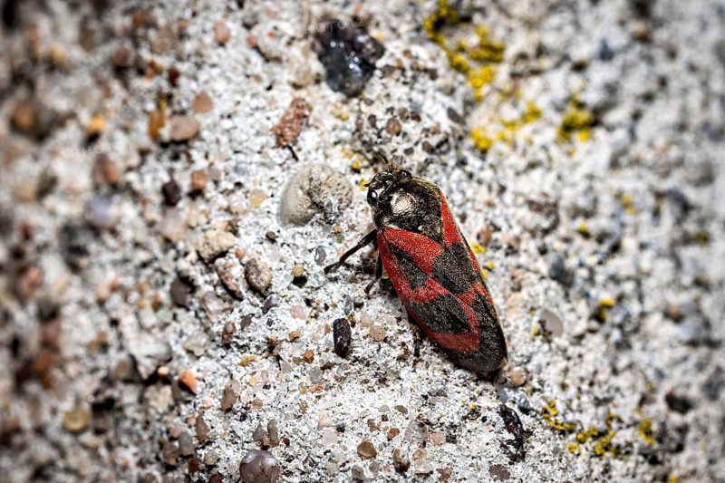 A black and red insect resting on a rough, grey surface, blood cicadas (Cercopidae) Herleshausen, Hesse, Germany
