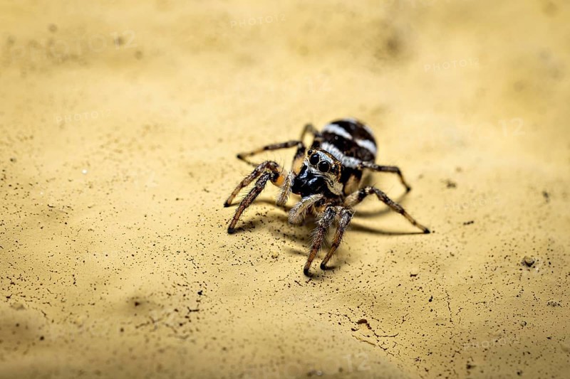 Macrophotograph of a spider on a yellow sandy ground, the wall zebra jumping spider (Salticus scenicus) Herleshausen, Hesse, Germany