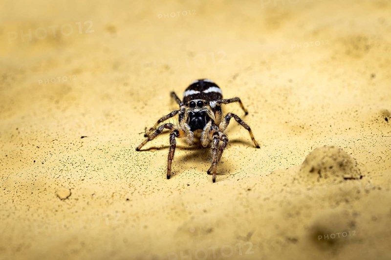 Close-up of a spider on a yellow sandy background with detailed surface, The wall zebra jumping spider (Salticus scenicus) Herleshausen, Hesse, Germany